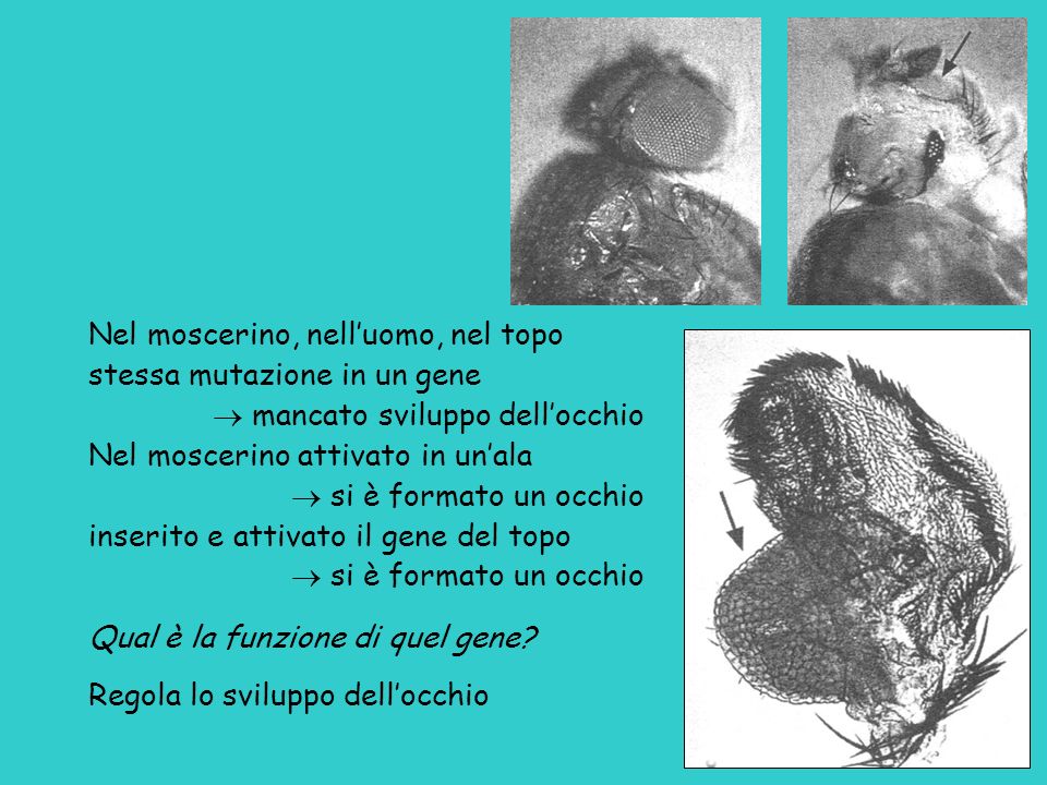 Laboratorio Evoluzione Marcello Sala Ppt Scaricare